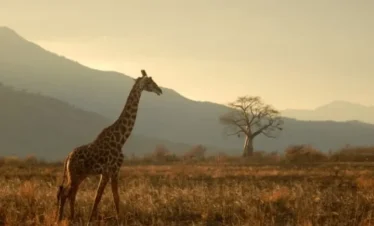 3 Days Discover Tanzania