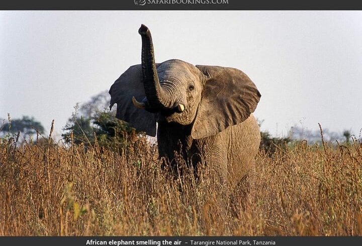 3 Days Tanzania Safari Serengeti and Ngorongoro Crater-Fly in