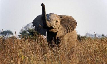 3 Days Tanzania Safari Serengeti and Ngorongoro Crater-Fly in