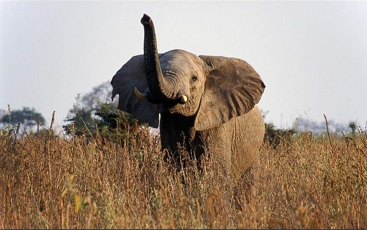 3 Days Tanzania Safari Serengeti and Ngorongoro Crater-Fly in