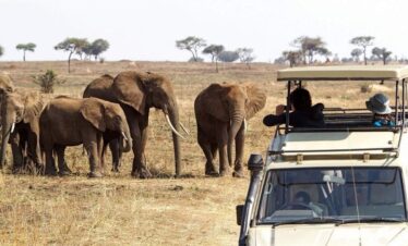 3 Days Tanzania Safari Serengeti and Ngorongoro Crater-Fly in1