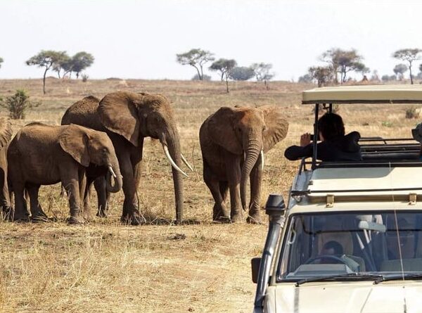 3 Days Tanzania Safari Serengeti and Ngorongoro Crater-Fly in1