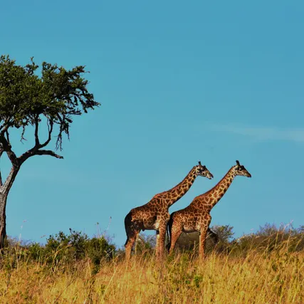 S Africa