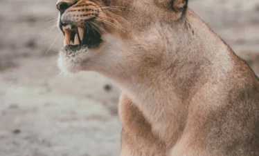 10 Day Kenya-Tanzania Luxury Safari