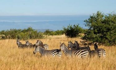 11 Days Tanzania Lifetime Safari and Zanzibar Beach Holiday