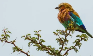 12 Days Kenya Photography Safari