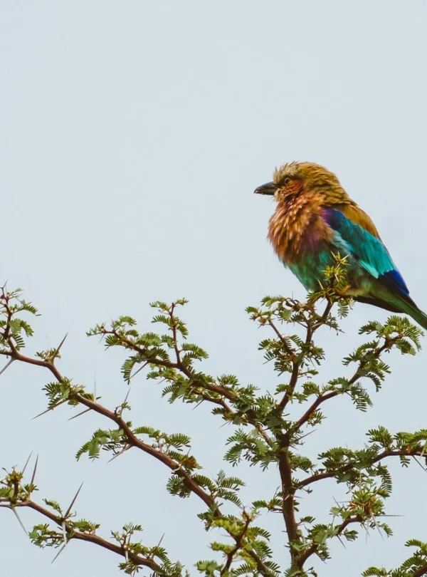 12 Days Kenya Photography Safari