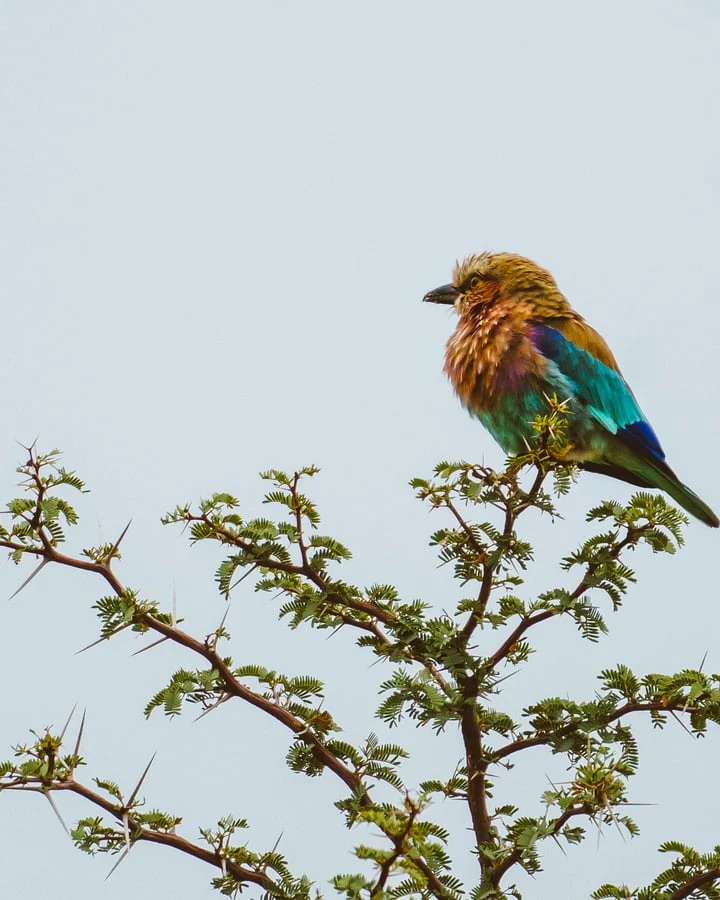 12 Days Kenya Photography Safari