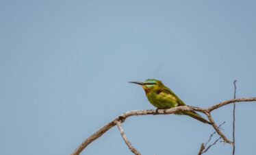 12 Days Kenya Photography Safari