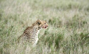 13 Day Kenya Best Private Wildlife Safari