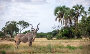 3-Day Kenya Magical Safari Experience