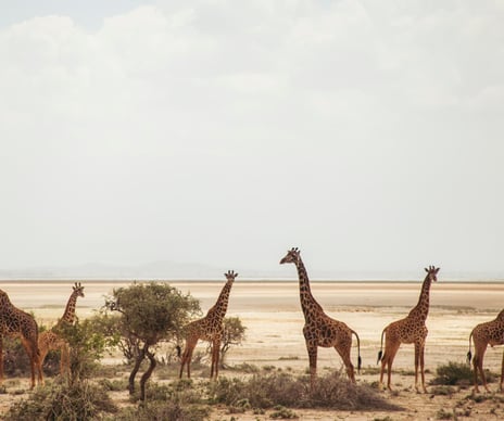 3 Days Kenya Elephant Wildlife Safari Experience4