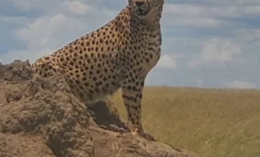 3 Days Tanzania Comfort- Tarangire, Lake Manyara & Ngorongo Crater