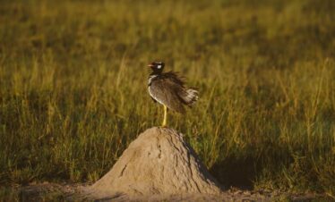 3 Days Tanzania Usambara Tanzania Mountain Hike