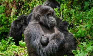 3 Days Uganda Day Gorilla Trekking Exposure Safari