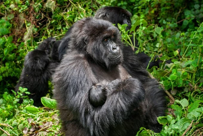 3 Days Uganda Day Gorilla Trekking Exposure Safari