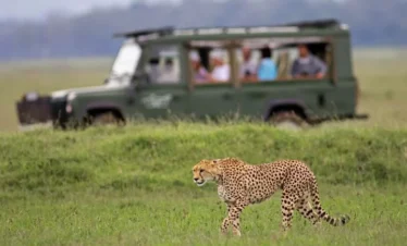 4 Day Tanzania Tarangire National Park, Serengeti National Park and Crater Luxury Safari