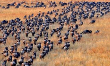 4-Day Tanzania Witness Majestic Calving of Wildebeests Fly In