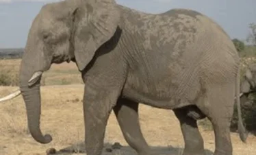 4 Days Tanzania Adventure Safari Fly in out To Zanzibar