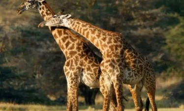 4 Days Tanzania Comfort - Tarangire, Serengeti & Ngorongo Crater