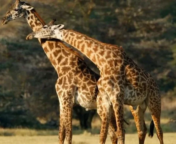 4 Days Tanzania Comfort - Tarangire, Serengeti & Ngorongo Crater