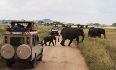 4 Days Tanzania Wildlife Adventure in Tarangire, Serengeti and Ngorongoro Safari