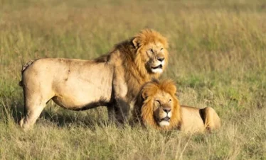 5-Day Malawi Luxury Premium Wildlife Experience