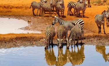 5 Day Tanzania from the Lake to the Plains(Luxury Safari)