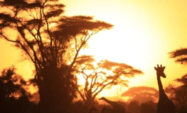 5 Days Tanzania Adventure- Tarangire, Serengeti & Ngorongo Crater