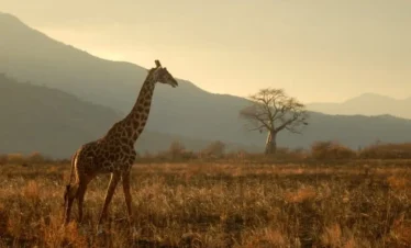 5 Days Tanzania Comfort - Tarangire, Serengeti & Ngorongo Crater