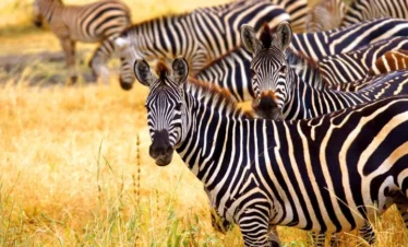 5 Days Tanzania Luxury - Tarangire, Serengeti & Ngorongo Crater
