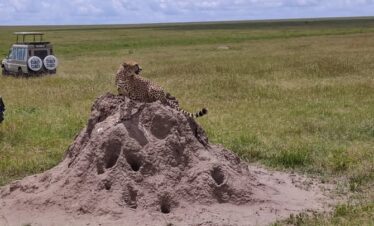 5 Days Tanzania Safari Fly out to Zanzibar- Mid-Range Safari2