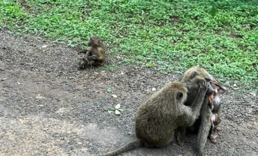 5 Days Uganda Gorilla Trekking & Chimpanzee Habituation