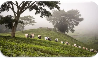 6-Day Malawi Tea & Lakeside Adventure