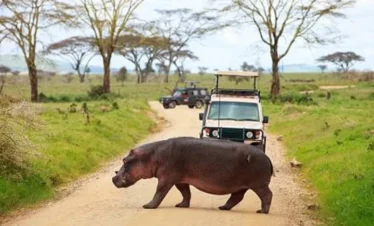6 Day Tanzania Drive and Fly Out Luxury Safari