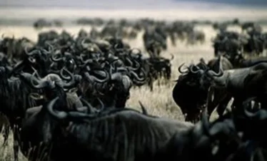 6 Days Tanzania Big 5 Safari, Materuni Waterfall and Coffee Tour