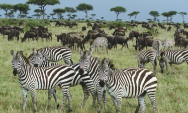 6 Days Tanzania Great Migration Special - Adventure (Recommended From November To April)