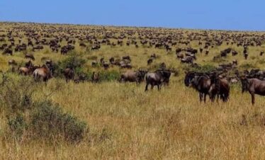 6 Days Tanzania Great Migration Special - Comfort (Recommended From November To April)