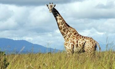 6 Days Tanzania Great Migration Special - Luxury (Recommended From November To April)