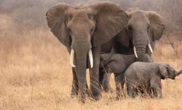 6 Days Tanzania Umbwe Route