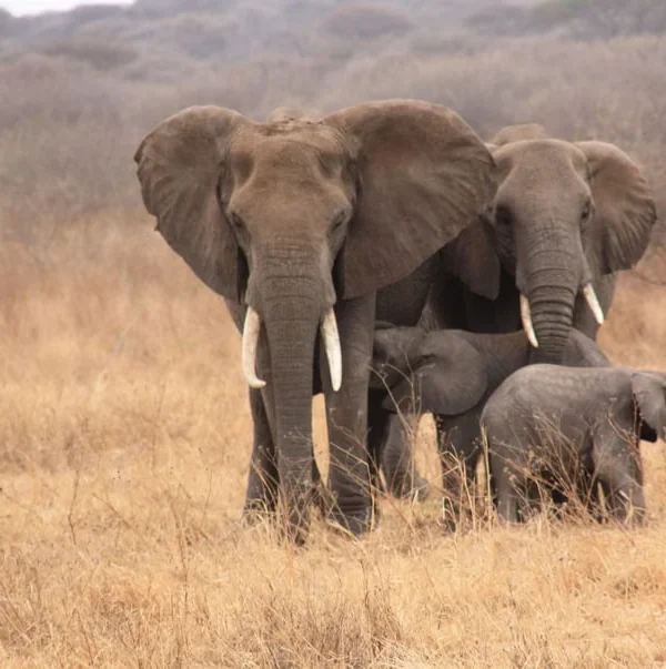 6 Days Tanzania Umbwe Route