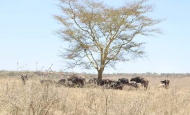 7 Day Kenya Great Rift Valley Midrange Tour Safari