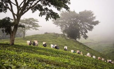 7-Day Malawi Premium Coffee Expedition MALAWI COFFEE TRAIL – 7-Day Premium Coffee Expedition From Bean to Brew: A Journey Through Malawi’s Coffee Highlands TOUR HIGHLIGHTS Mzuzu Coffee Factory – Witness premium Arabica processing Viphya Plateau Farm Tour – Walk shaded coffee groves at 1,600m Lakeside Coffee Tasting – Sip single-origin brews with Lake Malawi views Community Immersion – Meet generational coffee-growing families DETAILED ITINERARY DAY 1: ARRIVAL IN LILONGWE VIP airport meet at Kamuzu International Transfer to Mitengo House (Lilongwe’s garden oasis) Evening coffee cocktail welcome DAY 2: SCENIC DRIVE TO MZUZU Stop at Kasungu Coffee Estate en route Check in at Chatonda Lodge (Mzuzu’s coffee-themed retreat) Cupping session with Northern Region growers DAY 3: VIPHYA PLATEAU ADVENTURE Morning: Behind-the-scenes Mzuzu Coffee Plant tour Trace the journey from cherry to export bag Afternoon: 4×4 ascent to SE Mzimba coffee farms Participate in cherry harvesting (seasonal) DAY 4: LAKESHIDE TRANSFER Journey to Butterfly Space (Nkhata Bay’s eco-lodge) Free afternoon: Kayak or visit Kande Horse Stables DAY 5: NKHATA BAY COFFEE SAFARI Highland farm visit with lake-view coffee tasting Learn unique microclimate effects on flavor profiles Sunset "Coffee & Chocolate" pairing experience DAY 6: RETURN TO LILONGWE Stop at Dwangwa Coffee Cooperative Farewell dinner at Mitengo House’s specialty coffee bar DAY 7: DEPARTURE Airport transfer with 1kg premium Malawi coffee LODGING HIGHLIGHTS Chatonda Lodge – Coffee-themed rooms with plantation views Butterfly Space – Lakefront eco-bungalows Mitengo House – Boutique urban comfort INCLUSIONS ✔ 6 Nights Premium Accommodation ✔ All Meals: 18+ culinary experiences ✔ Coffee Experiences: 5+ tastings & workshops ✔ Private 4×4 Transport with AC ✔ Expert Guides: Q-Grader certified baristas EXCLUSIONS ✖ International flights & visas ✖ Spa treatments (available onsite) ✖ Premium alcohol TOUR ESSENTIALS Harvest Seasons: April-July (Ideal for processing tours) Skill Level: No prior coffee knowledge needed Packing: Sturdy walking shoes + light jacket for highlands “Malawi’s coffee belt rivals Ethiopia’s – but without the crowds.” Ready to awaken your coffee passion? Optional Add-Ons: Barista Certification: 2-Day Professional Training Nyika Plateau Extension: Coffee safari + zebra sightings MALAWI NORTHERN REGION AGRI TOUR PACKAGE OVERVIEW Embark on an enriching 7-day coffee-themed tour through the scenic landscapes of Malawi, where you’ll explore the vibrant coffee industry while enjoying the country's breathtaking beauty. Begin your journey in Lilongwe before heading to Mzuzu and South East Mzimba to discover the art of coffee production, from factory processes to farm tours on the picturesque Viphya Plateau. Continue to Nkhata Bay, where the highlands overlooking Lake Malawi offer unique insights into coffee farming amid stunning lake views. Along the way, relax at carefully selected accommodations, enjoy local hospitality, and immerse yourself in Malawi’s cultural and natural wonders. This tour blends education, leisure, and adventure, making it perfect for coffee enthusiasts and nature lovers alike Tour Itinerary Day 1: Arrival in Malawi Arrive at Kamuzu International Airport and enjoy a warm welcome from our tour coordinator. Transfer to Mitengo House for relaxation and unwinding. (Overnight at Mitengo House with dinner and breakfast included.) Day 2: Transfer to Mzuzu Depart Mitengo House for a scenic road transfer to Mzuzu. Settle in at Chatonda Lodge for a peaceful evening. (Overnight at Chatonda Lodge with dinner and breakfast included.) Day 3: Mzimba Coffee Farm Tour Visit the Mzuzu Coffee Factory before heading to South East Mzimba on the Viphya Plateau for an engaging coffee farm tour. (Overnight at Chatonda Lodge with dinner and breakfast included.) Day 4: Transfer to Nkhata Bay Check out from Chatonda Lodge and travel to Butterfly Space in Nkhata Bay. Spend the day relaxing by the shores of Lake Malawi. (Overnight at Butterfly Space with dinner and breakfast included.) Day 5: Nkhata Bay Coffee Farm Tour Embark on a coffee farm tour in the Nkhata Bay Highlands, offering stunning views of Lake Malawi. (Overnight at Butterfly Space with dinner and breakfast included.) Day 6: Transfer to Lilongwe Depart Butterfly Space for Lilongwe, preparing for your departure. Unwind at Mitengo House for the night. (Overnight at Mitengo House with dinner and breakfast included.) Day 7: Departure Check out from Mitengo House and transfer to Kamuzu International Airport for your departure flight. Charges Inclusion • 5 nights’ accommodation on full board basis • All Meals per itinerary (Breakfast, lunch and dinner) and Bottled water • All Road transportation arrangements (4x4) • Airport Transfers • Entrance fees • Tour guiding fees Charges Exclusion • International flight booking • Travel/medical insurance • Visa fees. • All drinks and meals not specified as included • All activities not specified as included BOOKING TERMS AND CONDITIONS Booking Fee: ❖To confirm and secure your reservation for a Malawi tour, a non-refundable booking fee of 30% is required. Payments: • Final payment is due 30 days before your tour departure date. • Bank wire is the preferred payment method. Credit Card and Online Payments: • Notify us in advance if you prefer online payments. Cancellation Policy: • if you cancel 30 days or more before departure, you will receive a refund of 30% of the trip cost. • if you cancel 30 days less before departure, 100% cancellation fees will apply and no refund. Itinerary Changes: • Your itinerary may change due to exceptional cost increases or currency fluctuations. • Changes deemed necessary for optimum field conditions may occur. Risk & Insurance: • Participating in heart travel and adventures entails certain risks, including accidents, illness, and exposure to wildlife. • Neither heart travel and adventures nor operators accept responsibility for any injury, loss, or damage. • No responsibility is taken for delays due to weather conditions or circumstances beyond control. • In case of unsafe conditions, heart travel and adventures may reschedule, relocate, or refund the trip. • Operators reserve the right to change the itinerary based on weather condition.