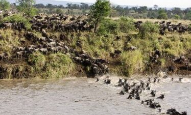 7 Days Tanzania Special Migration Safari