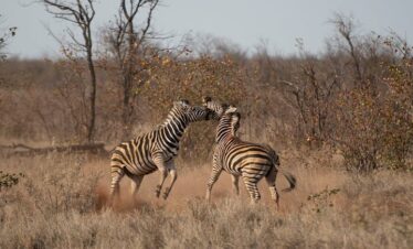 8 Day Kenya Experience Masai Mara Luxury Tour