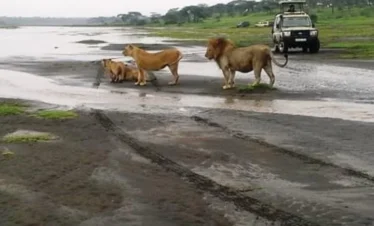 8 Days Tanzania Essence Safari