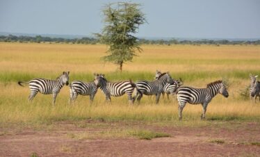 8 Days Tanzania Migration Footsteps River Crossing Safari6