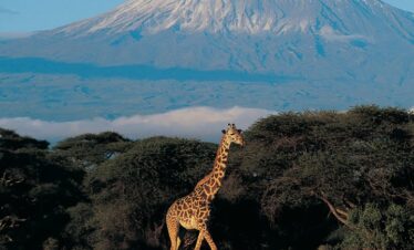 9 Days Tanzania Mount Kilimanjaro Northern Circuit Route
