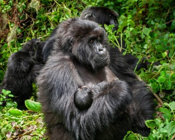 9 Days Uganda Experience Wildlife with Gorilla Trekking