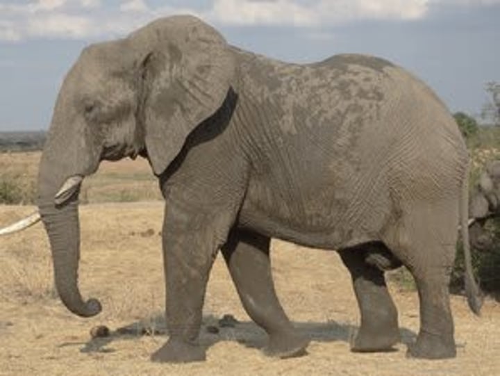 Africa Escorted Safaris